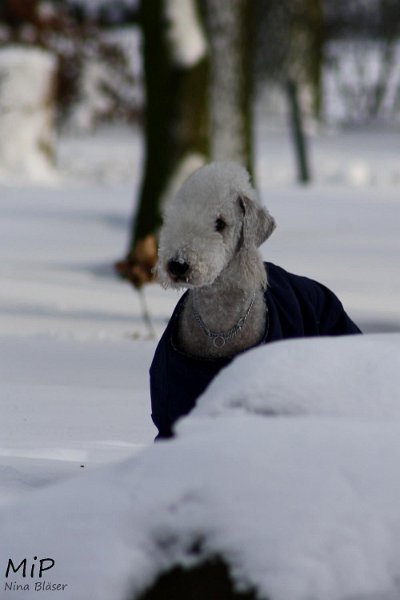 2010-12-25 Airis Blue Volshebny Svet (17).jpg